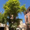 El árbol más veterano de Ibi pasa la ITV verde un año más